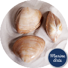 8214-P8 - Polished Cappuccino Clam Pair - Decor Pack